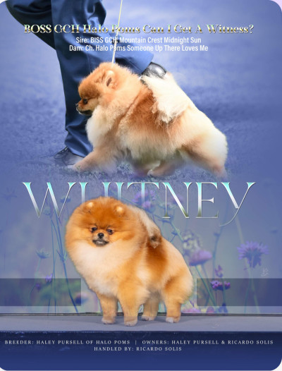 Whitney is one of 2 dogs we had in 2024 in top 20 poms in the USA