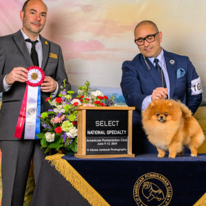 GCH Halo Poms Can I Get A Witness? MBISS, MBOSS, Select Bitch APC 2024 Nationals